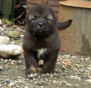 PUI CIOBANESC CAUCAZIAN CU PEDIGREE