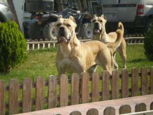 vand caini presa canario