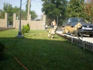 vand caini presa canario