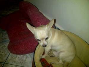 vand mascul chihuahua