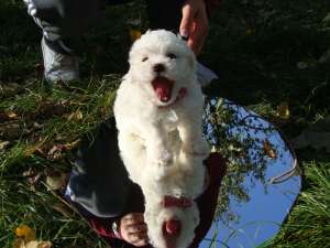 bichon bolognese nascuta 1 sepetembrie 2013