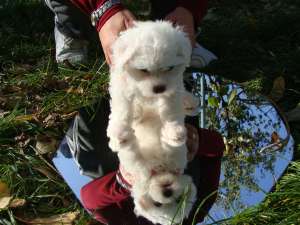bichon bolognese nascuta 1 sepetembrie 2013