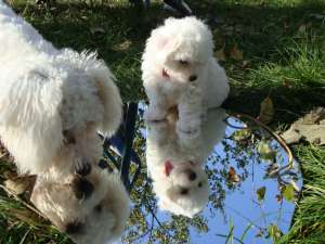 bichon bolognese nascuta 1 sepetembrie 2013