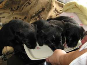 Donez urgent patru catelusi frumosi pt Braila