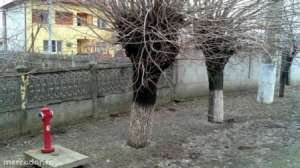 teren de vanzare in Adunatii Copaceni
