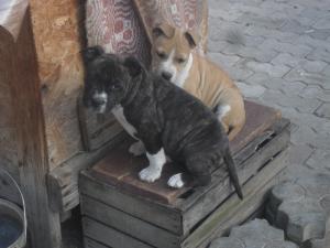 pui amstaff din parinti cu pedigree