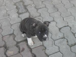 pui amstaff din parinti cu pedigree