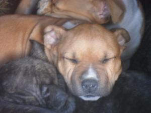 pui amstaff din parinti cu pedigree
