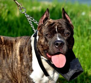 pui amstaff din parinti cu pedigree