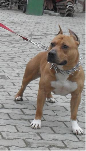 pui amstaff din parinti cu pedigree