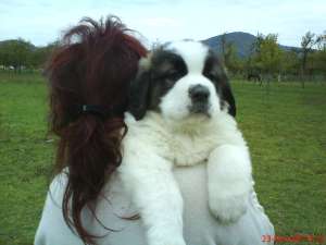 vand cati saint bernard