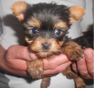 Pui yorkshire terrier toy