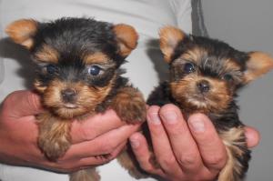 Pui yorkshire terrier toy