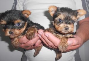 Pui yorkshire terrier toy