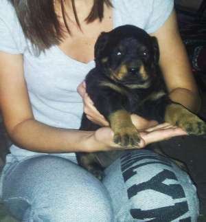 Vand pui rottweiler
