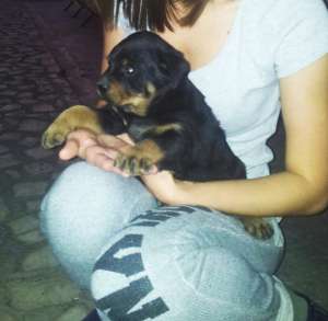 Vand pui rottweiler