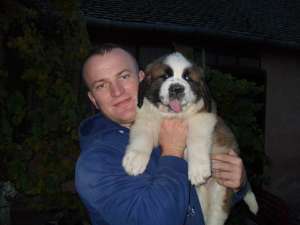 Vand catei din rasa Saint Bernard