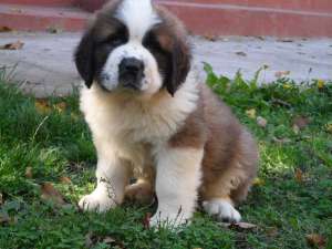 Vand catei din rasa Saint Bernard