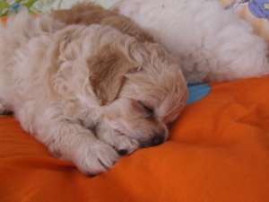 vand catelusi bichon havanez 600 ron