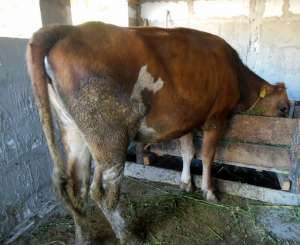 VAND VACA 400-450 KG COM, OPRISOR, MEHEDINTI