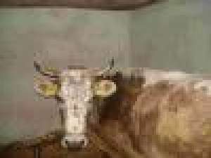 VAND VACA 400-450 KG COM, OPRISOR, MEHEDINTI