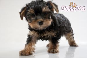 VAND CAINI YORKSHIRE TERRIER TOY BUCURESTI
