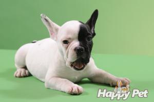 VAND CAINI BULLDOG FRANCEZ BUCURESTI BRASOV IASI CONSTANTA