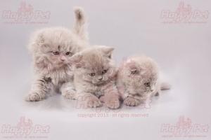 VAND PISICI SCOTTISH FOLD BUCURESTI BRASOV IASI ORADEA CONSTANTA TIMISOARA GALATI