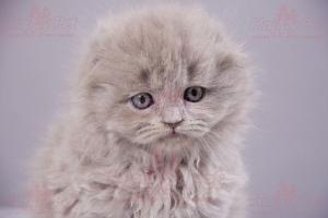 VAND PISICI SCOTTISH FOLD BUCURESTI BRASOV IASI ORADEA CONSTANTA TIMISOARA GALATI
