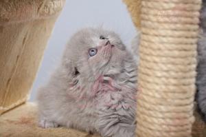 VAND PISICI SCOTTISH FOLD BUCURESTI BRASOV IASI ORADEA CONSTANTA TIMISOARA GALATI