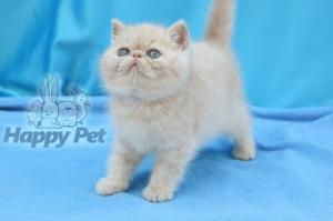 VAND PISICI EXOTIC SHORTHAIR BUCURESTI BRASOV IASI ORADEA CONSTANTA TIMISOARA GALATI