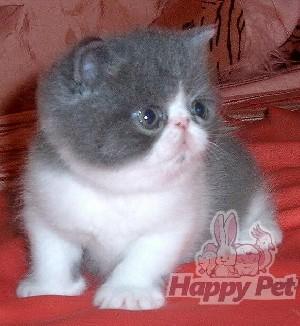 VAND PISICI EXOTIC SHORTHAIR BUCURESTI BRASOV IASI ORADEA CONSTANTA TIMISOARA GALATI