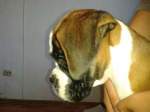 Pui BOXER