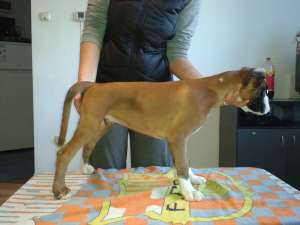 Pui BOXER