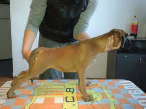 Pui BOXER