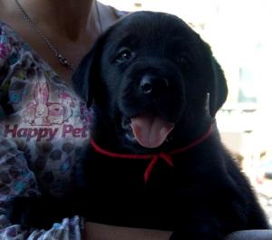 VAND CAINI LABARDOR RETRIEVER BUCURESTI BRASOV IASI ORADEA CONSTANTA TIMSIOARA GALATI SATU MARE
