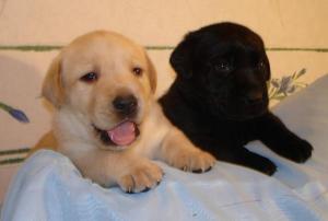 VAND CAINI LABARDOR RETRIEVER BUCURESTI BRASOV IASI ORADEA CONSTANTA TIMSIOARA GALATI SATU MARE