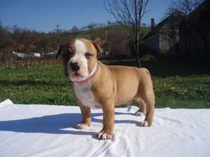 pui Amstaff cu pedigree