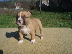 pui Amstaff cu pedigree