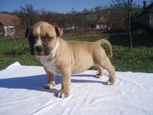 pui Amstaff cu pedigree