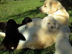 Catei labrador