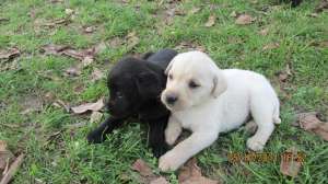 Catei labrador