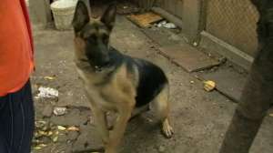 ofer  spre adopti 7 din 12 catelusi din ciobanesc german si brac german