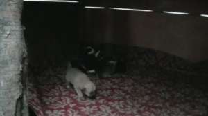 ofer  spre adopti 7 din 12 catelusi din ciobanesc german si brac german