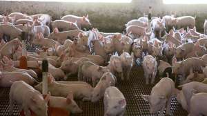 Ageicultura si ferme in Germania