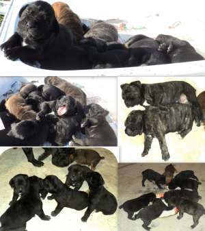 Vand pui Cane Corso deosebiti