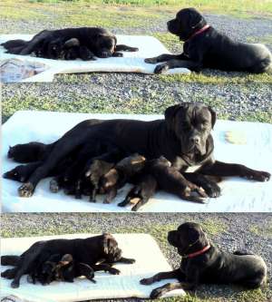Vand pui Cane Corso deosebiti