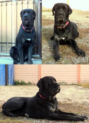 Vand pui Cane Corso deosebiti