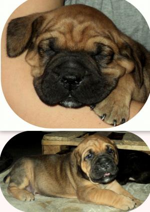 Vand pui Cane Corso deosebiti