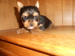 vand catelusi yorcshire terrier puiuti yorkshire terrier de vanzare